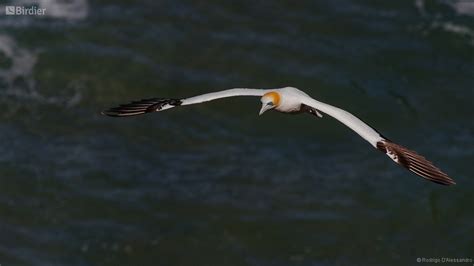 Species of the Sulidae family - Birdier