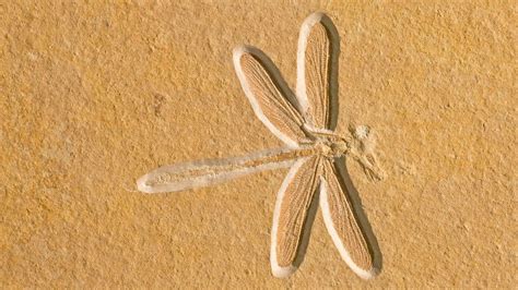 Rare Incredibly Detailed Dragonfly Fossil From The Jurassic Period