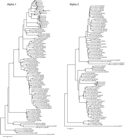 Phylogenetic Trees For MHC Class I Alpha 1 Domain And Alpha 2 Domain