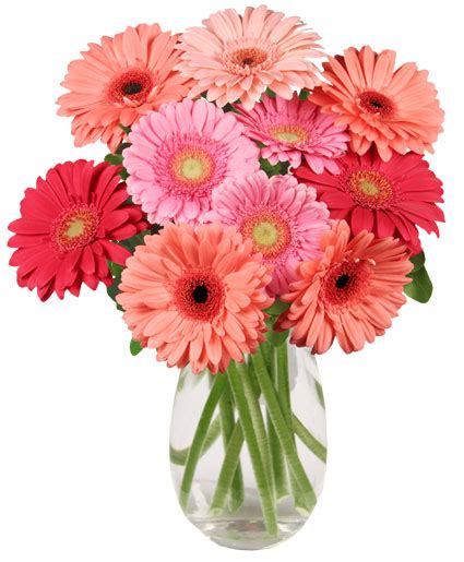 Dancing Daisies Arrangement | Just Because | Flower Shop Network