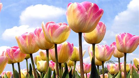 Spring Tulips Wallpapers - Top Free Spring Tulips Backgrounds ...