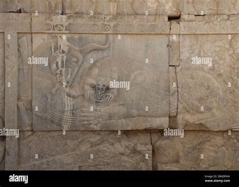 Un Lion Attaquant Un Taureau Banque D Image Et Photos Alamy