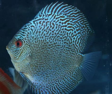 Blue Snake Skin Discus Fish Freshwater Aquarium Fish Freshwater Fish