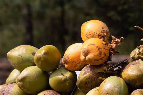 A Guide To King Coconut Fruit Thambili Benefits Uses And More