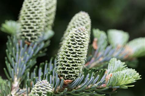 Abies Fraseri Fraser Fir