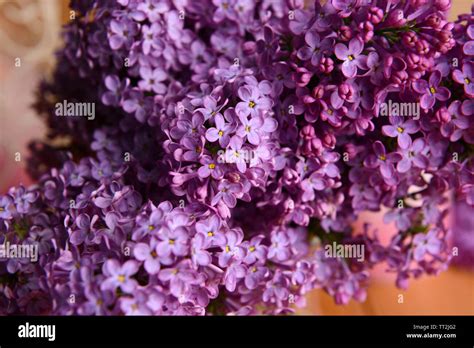 beautiful lilac flowers close  stock photo alamy