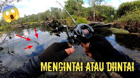 SELALU WASPADA SAAT CASTING DI HUTAN BORNEO HABITAT CHANNA INDONESIA