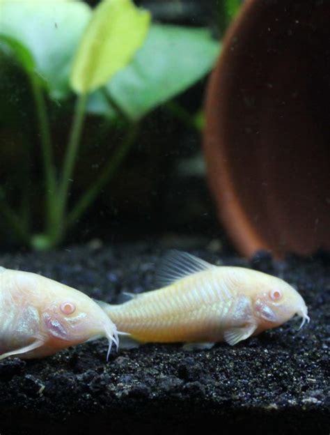 Keeping Cory Catfish Adorable Cory Species Care Tips Cory