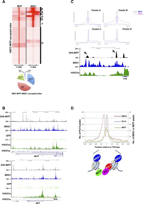 Transcription Factor Mitf And Remodeller Brg Define Chromatin