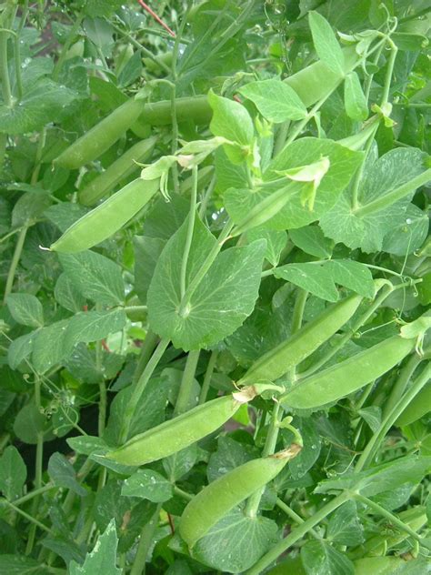 Growing Snap Peas How To Grow Snap Peas Imp World