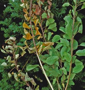 Verticillium Wilt In 2008