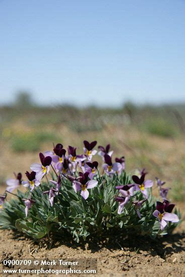 Viola Trinervata Sagebrush Violets Wildflowers Of The Pacific