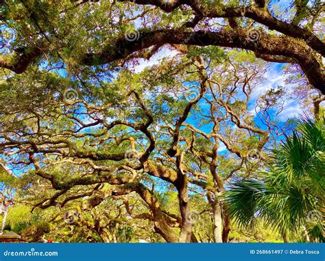 Tree Saint Augustine Florida Stock Image Image Of Large Florida