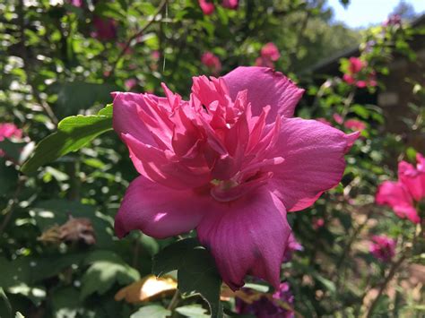 Lisa Bonassins Garden Double Red Althea July 14 2019