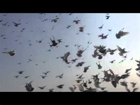 Kabutar bazi in india - YouTube