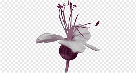 Petal Flower Graphy Flower Purple Herbaceous Plant Violet Png Pngwing