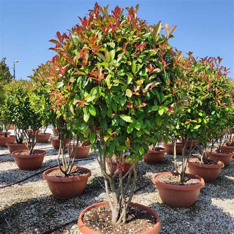 Italian Plants – Four Oaks Nursery