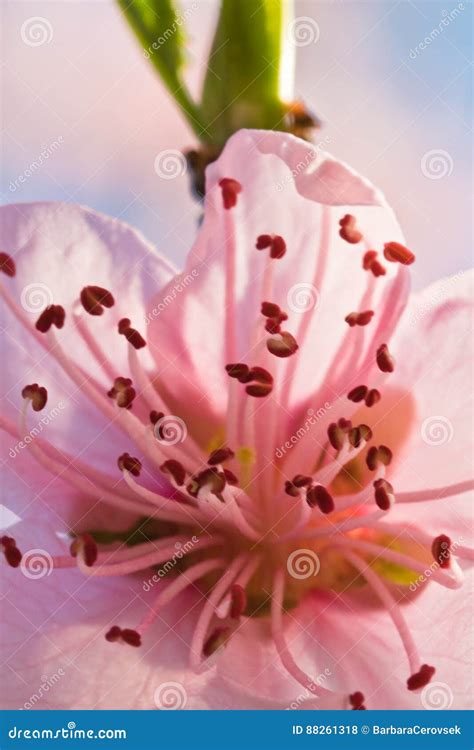 Spring Close Up Of Beautiful Nectarine Tree Pink Blooming Flower With