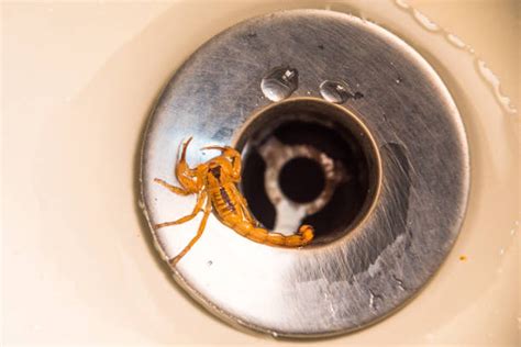 From Basement to Bedroom: Where Do Scorpions Hide in Your House ...
