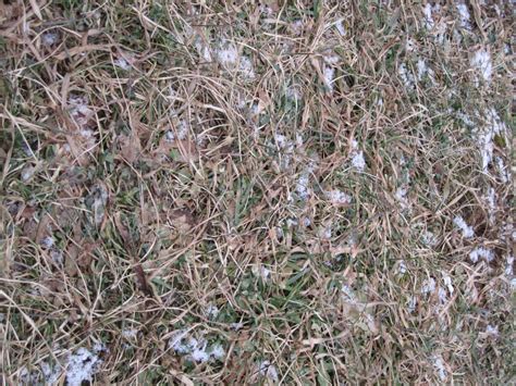 Dead Grass Photosthacherparkdeadgrasshtm Andy Arthur Flickr