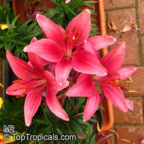 Lilium sp., Lily - TopTropicals.com