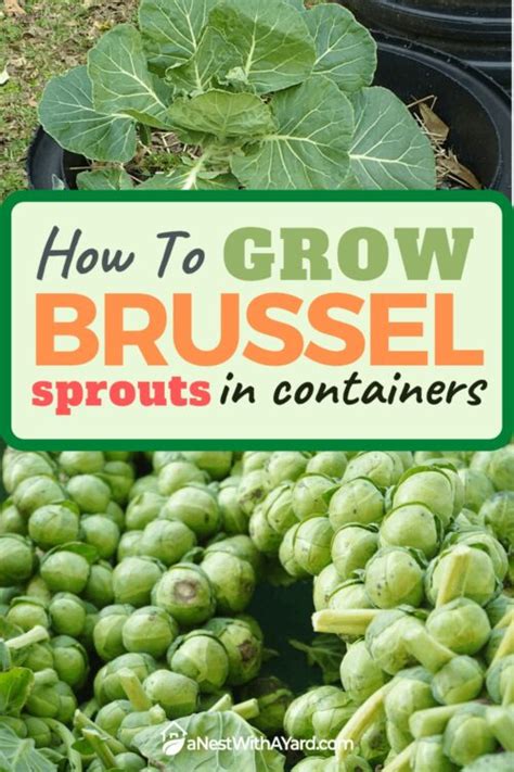 Growing Brussel Sprouts In Containers 2024 - A Nest With A Yard