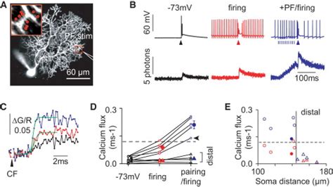 Local Initiation Of Spike Like Cfcts In The Purkinje Cell Dendrite By