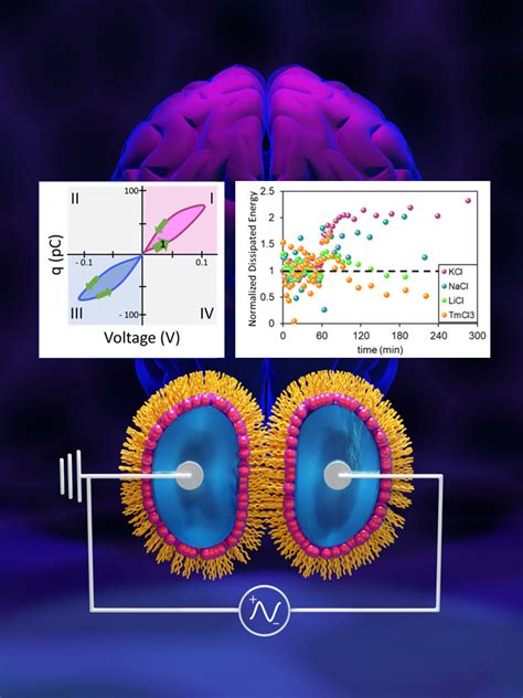 Cations Control Lipid Bilayer Memcapacitance Associated With Long Term