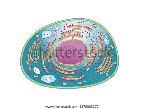 Top View Mammalian Cell Structure Cellular Ilustrações Stock 1176005272 Shutterstock