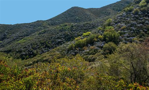 California Chaparral Biome