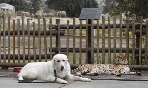 Nervous Cheetahs Get A Helping Paw From Companion Dogs As They Battle