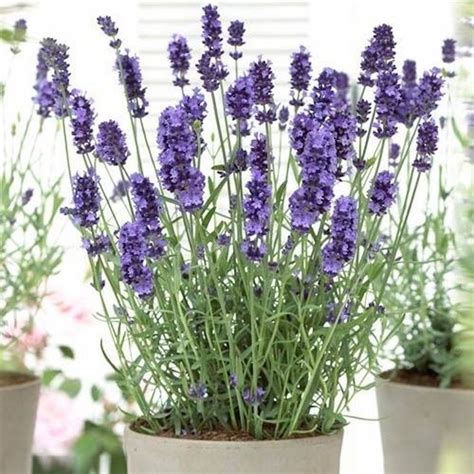 Best Smelling Lavender Plant Lavender Plant