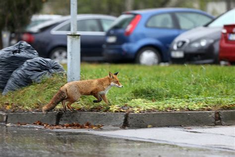 Wie Gehen Wir Mit Wildtieren In Der Stadt Um