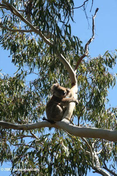 koala in eucalyptus tree | Koala, Eucalyptus tree, Eucalyptus