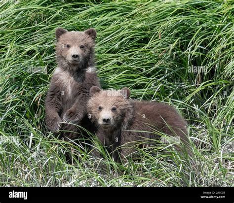 Alaska Coastal Brown Bear Ursus Arctos Hallo Bay Katmai National Park