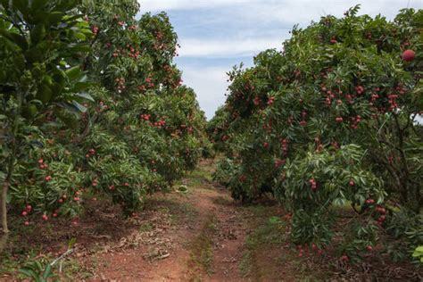 Litchi Orchard Stock Photos Pictures And Royalty Free Images Istock