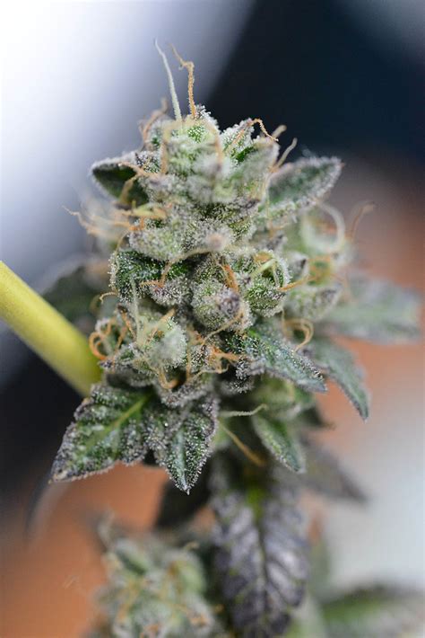 Gorilla Seeds Buy Gorilla Feminized Cannabis Seeds