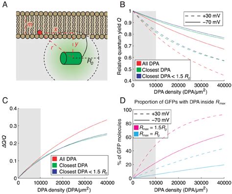 Gfp Fluorescence Quenching At Physiological Dpa Concentrations Is