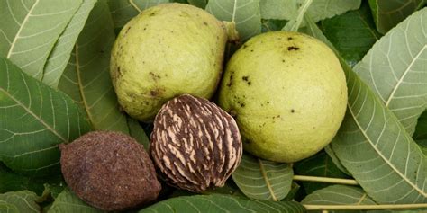 How To Get Rid Of Black Walnut Stains Bag A Nut