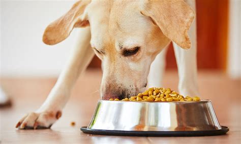 Pienso Para Perros Conoce Las Necesidades Nutricionales De Tu Mascota