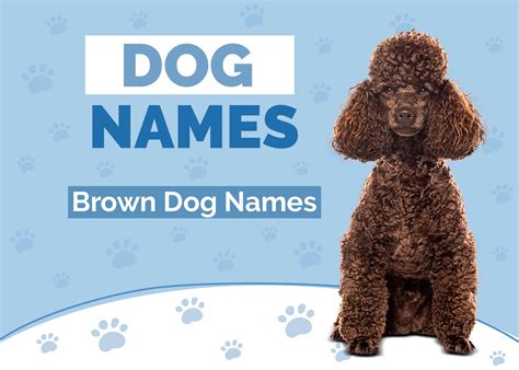 100+ Brown Dog Names: Ideas for Sweet & Lovable Dogs | Hepper