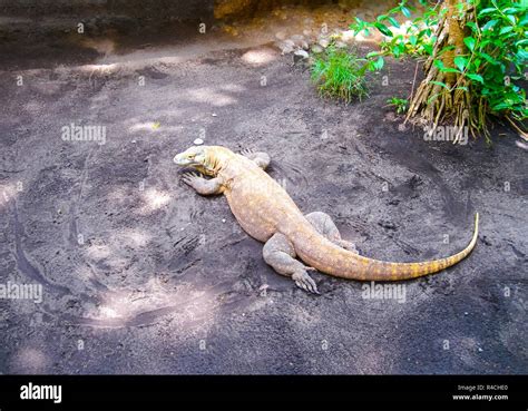 Komodo Dragon, Indonesia Stock Photo - Alamy