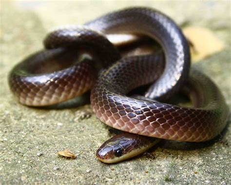 File:Bungarus lividus, Lesser Black Krait at Jalpaiguri, India.jpg