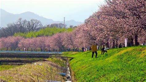 北浅羽桜堤公園の安行寒桜 〜2021年3月14日〜 Youtube