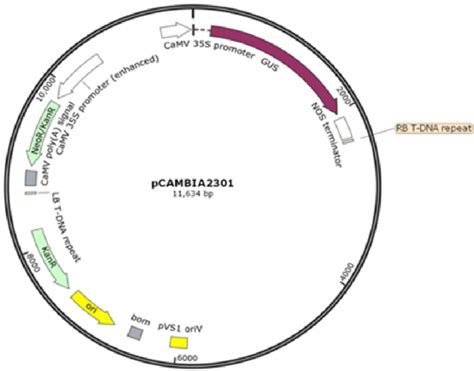 Schematic Presentation Of T Dna Of Binary Vector Pcamibia2301 Used For