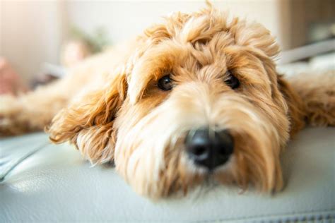 オーストラリアン・ラブラドゥードルってどんな犬種？性格と特徴は？｜犬を知る｜ぷにぷにpaw（ポー）