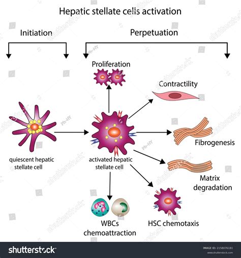 Hepatic Stellate Cell Hsc Activation Involving Stock Vector Royalty Free 2158076181 Shutterstock