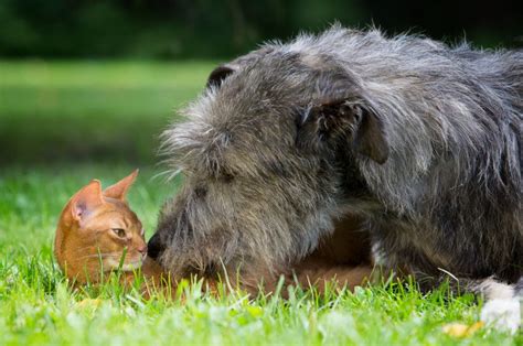 Irish Wolfhound Growth Chart – How Tall Is The Tallest Dog?