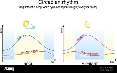 Ritmo Circadiano Temperatura Corporal Cortisol Y Melatonina