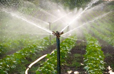 Ultimate Guide To Drip Irrigation Vs Sprinkler Irrigation